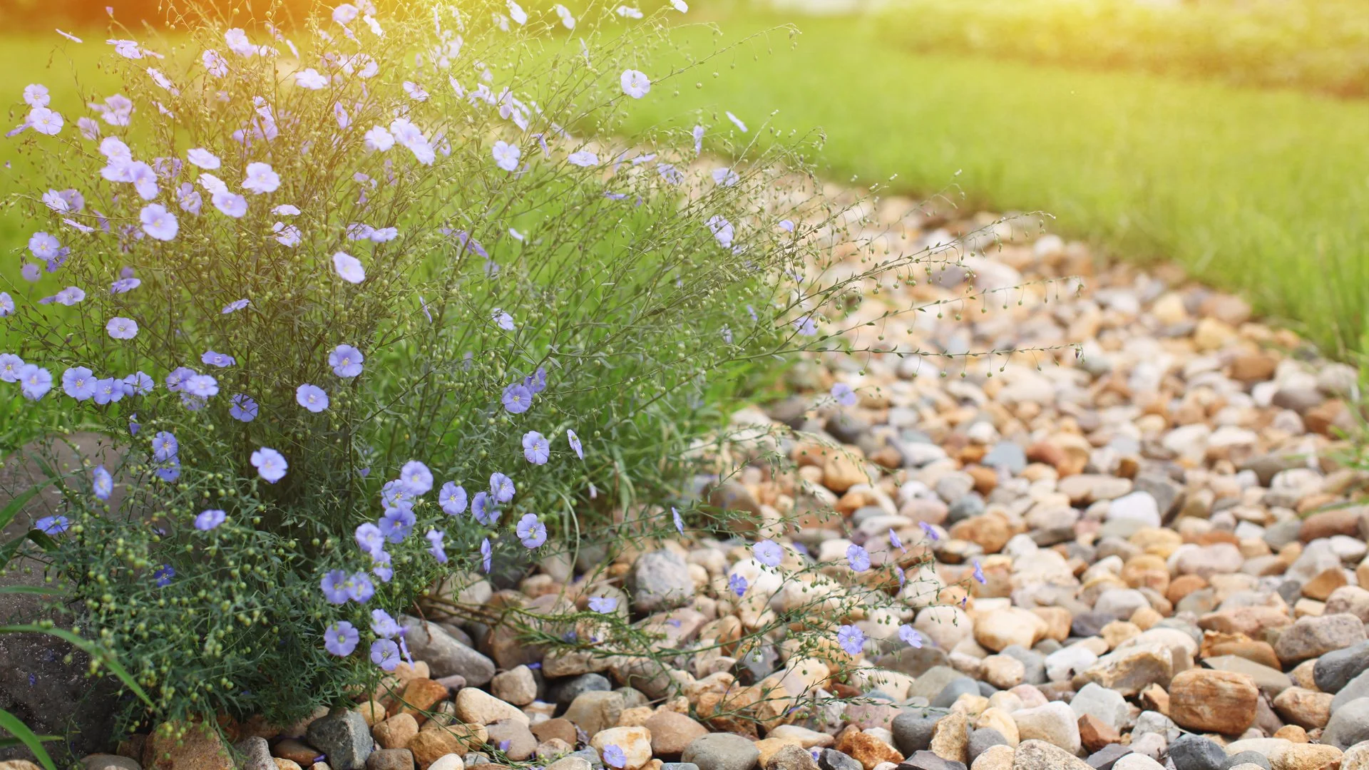 Comparing Dry Creek Beds vs French Drains for Your Yard