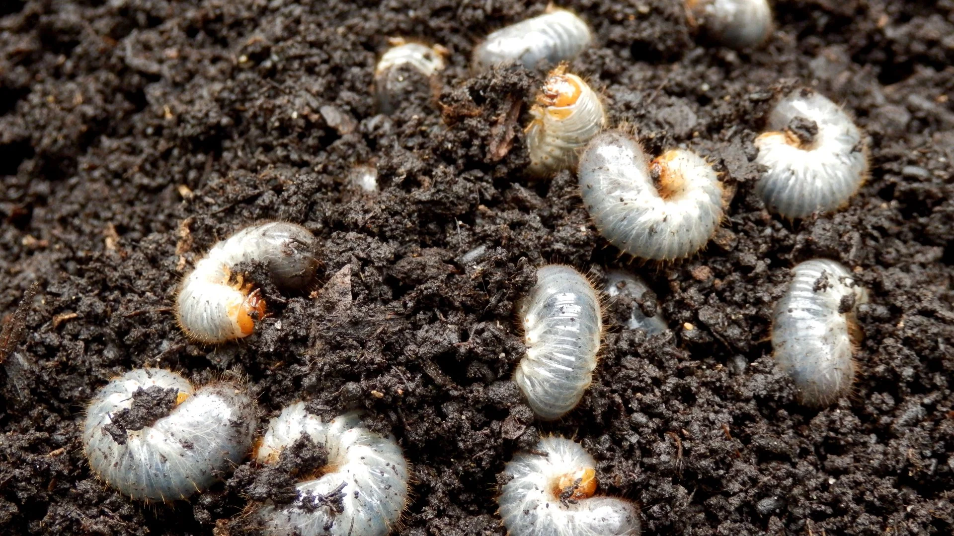 Avoid Worrying About a Grub Infestation With Preventative Grub Control