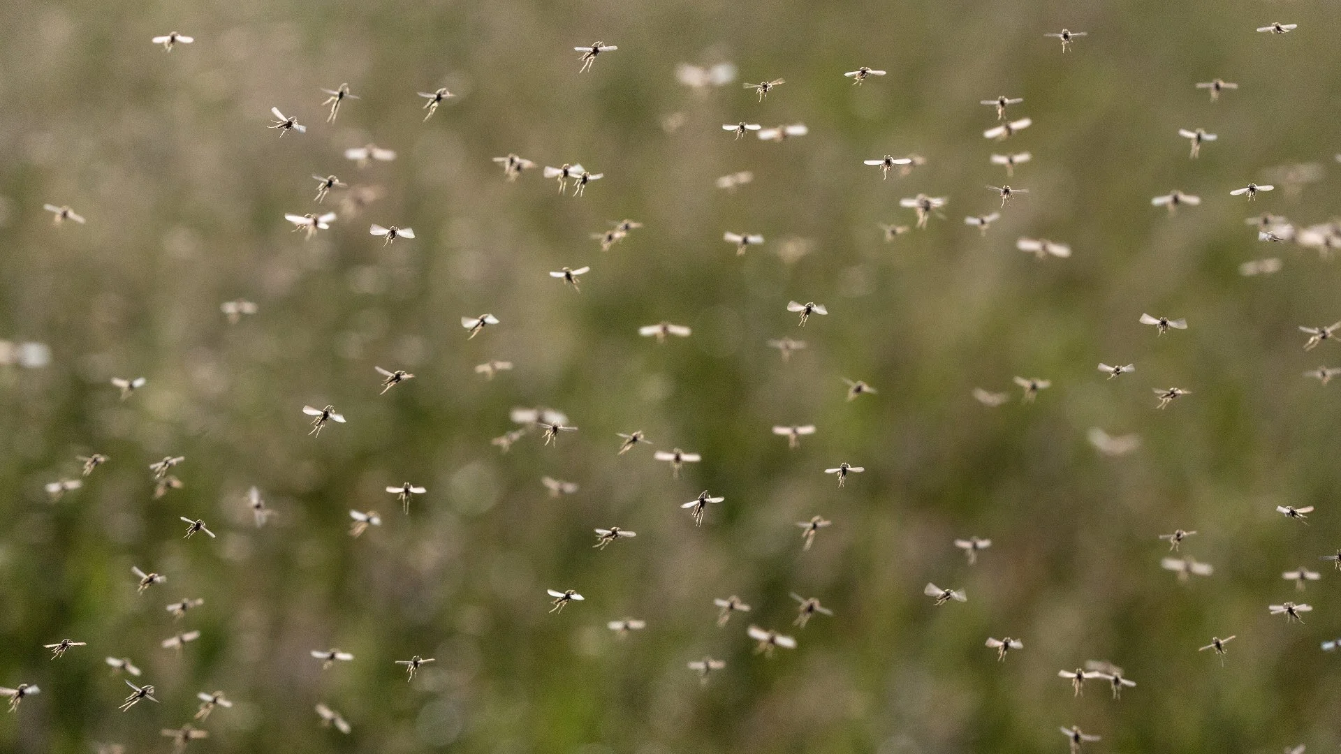 How Often Do You Need to Be Treating Your Yard for Mosquitoes?
