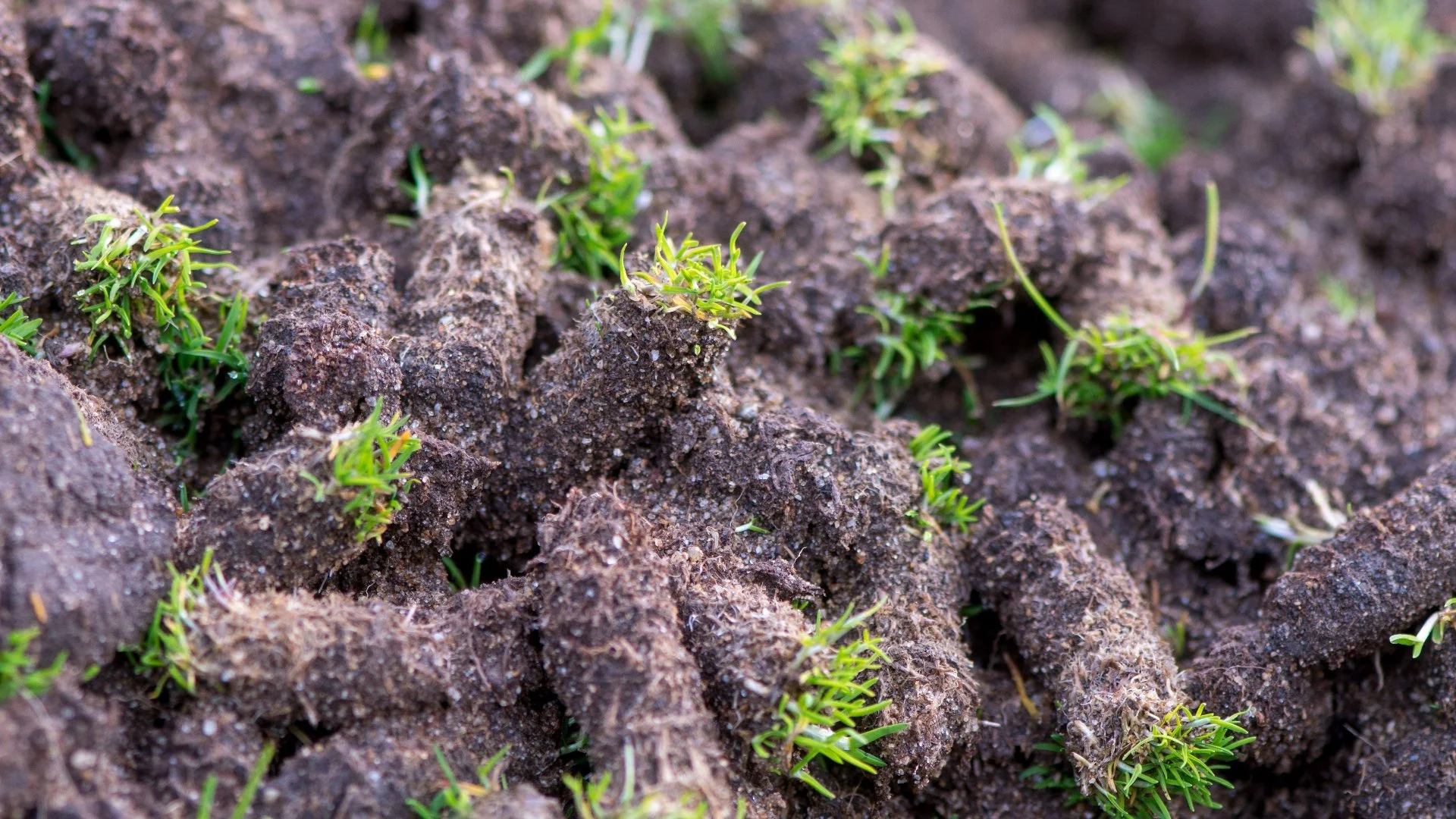 Should You Aerate Your Lawn via Core or Liquid Aeration?