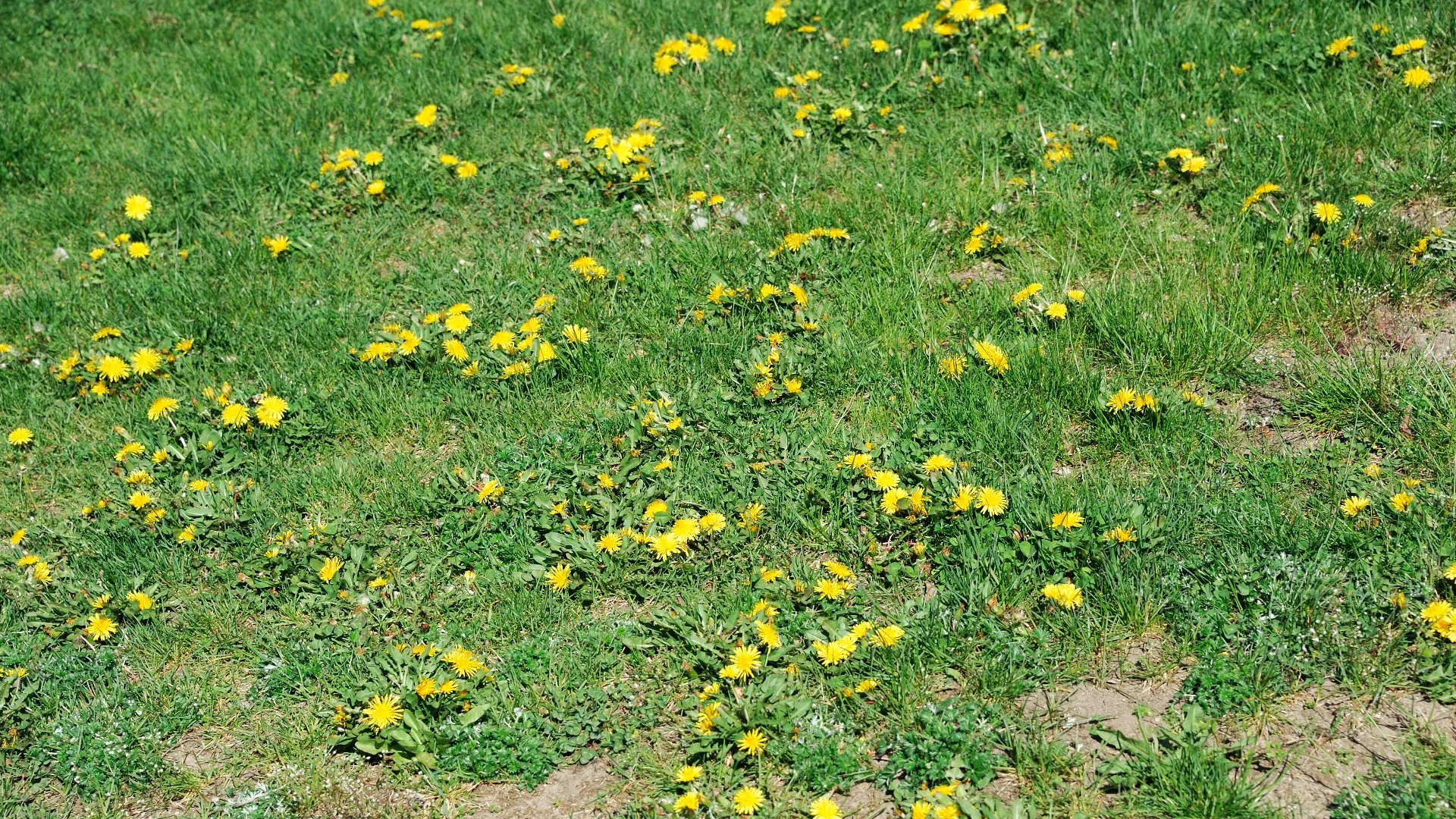 The Different Types of Lawn Weeds - Broadleaf vs Grassy