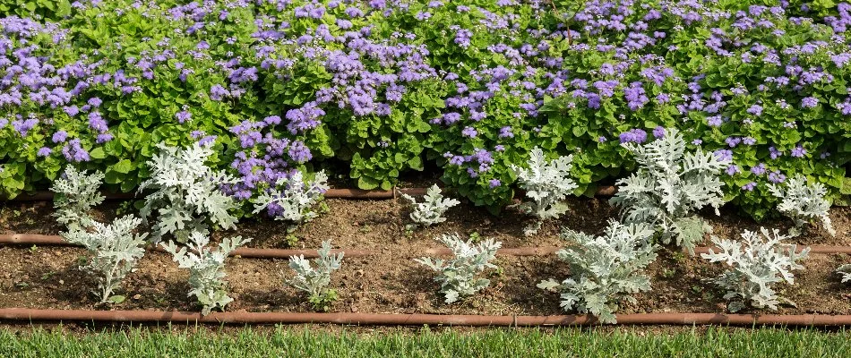 Drip irrigation in a landscape with plants in Cary, NC.