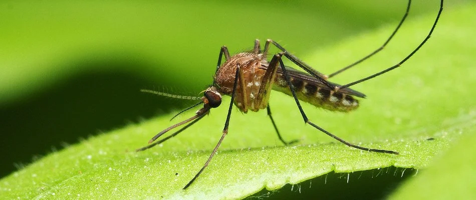 Mosquito on a leaf in Cary, NC.