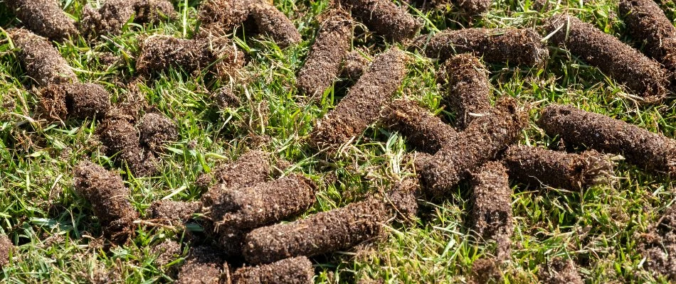 Soil plugs on a lawn in Cary, NC, after core aeration.