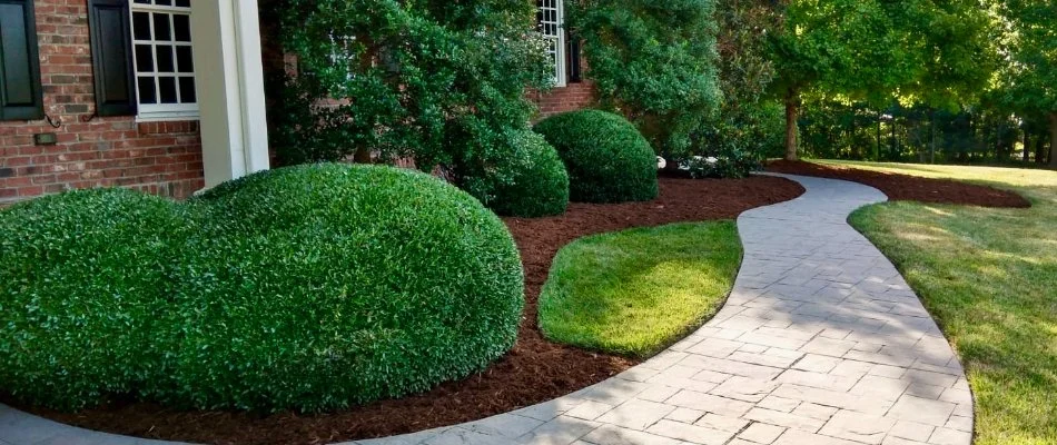 Trimmed shrubs along a walkway in Cary, NC.