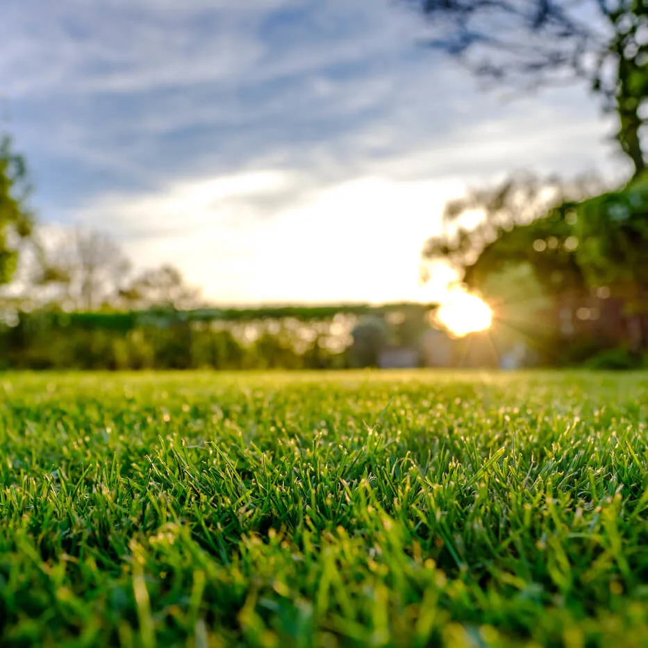 Lawn Maintenance Checklist: Learn What You Need to Do Each Season