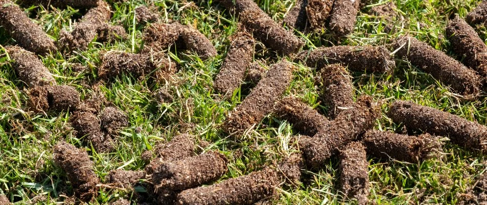 Soil plugs on a lawn after aeration on a property in Cary, NC.