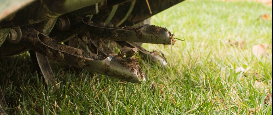 Aerator tines with soil cores on a lawn in Cary, NC.