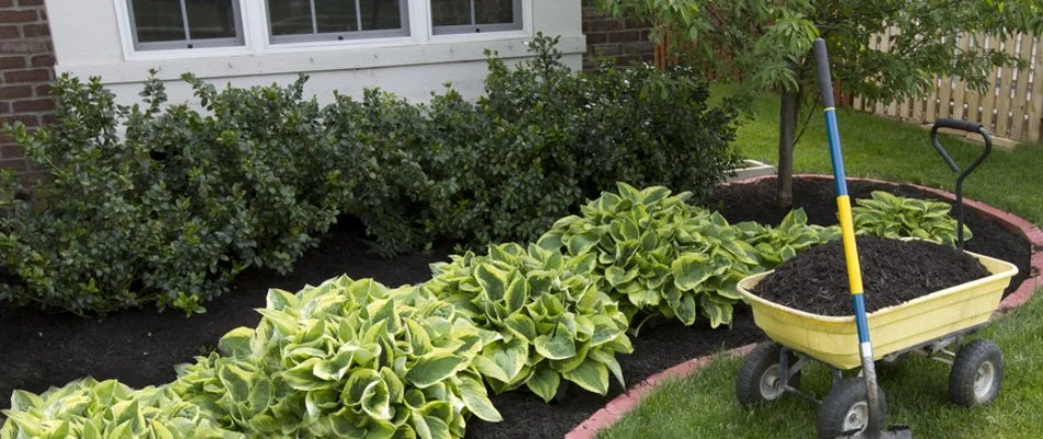 Black mulch in a landscape bed.