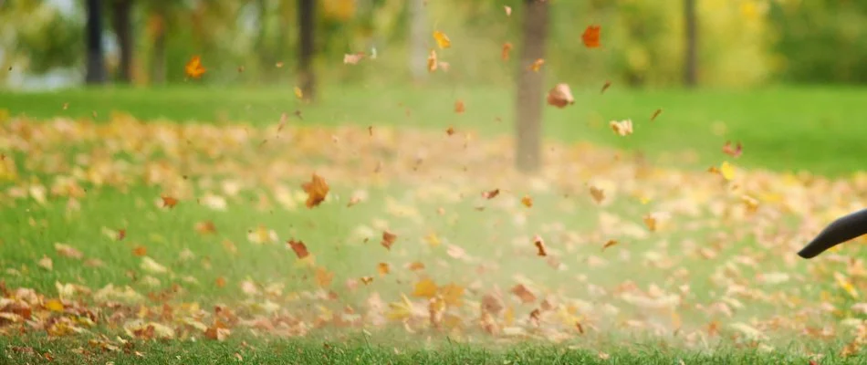 Blowing away dry leaves on a lawn in Cary, NC, into the woods.