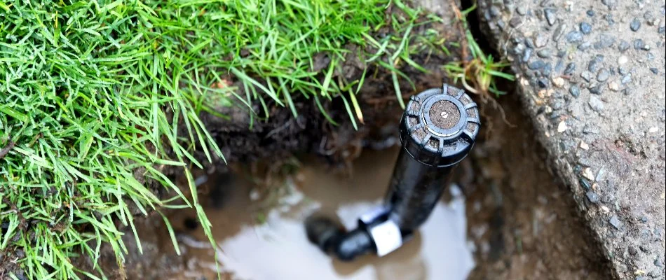 A broken sprinkler head next to grass with a puddle in Cary, NC.