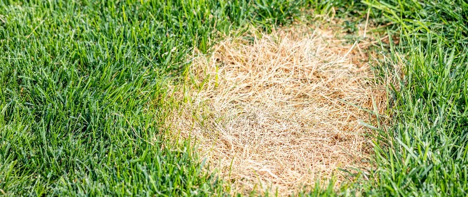 A circular patch of bleached grass surrounded by green grass in Cary, NC.