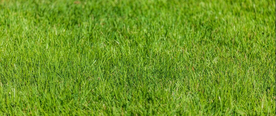 Healthy, green grass in Durham, NC.