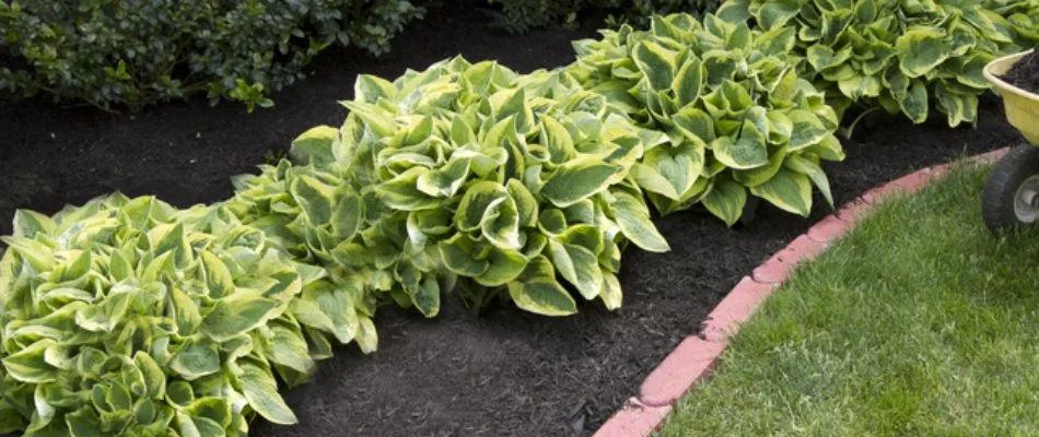 Black mulch in a landscape bed with green plants in Cary, NC.