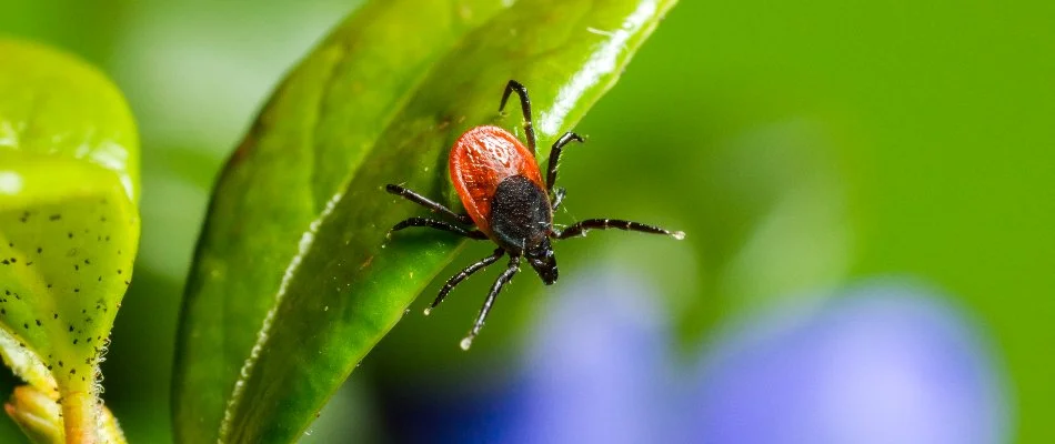 Deer tick on a plant leaf in Cary, NC.