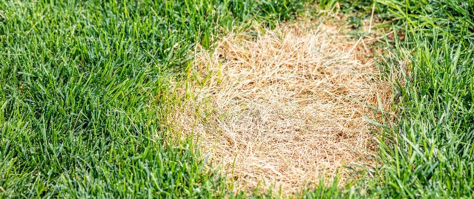 Dollar spot disease on a lawn in Cary, NC.