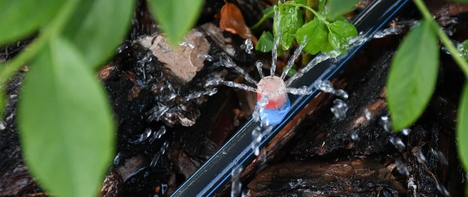 Drip irrigation emitter on a landscape in Fuquay-Varina, NC.