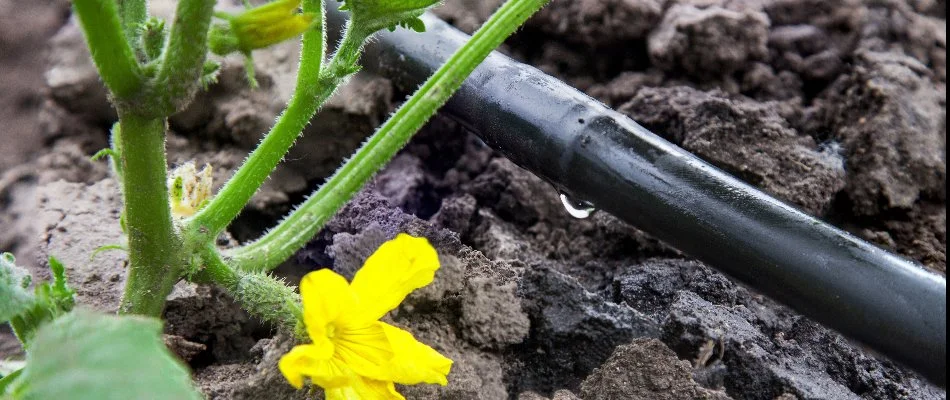 A drip irrigation line along the soil near a yellow flower in Cary, NC.