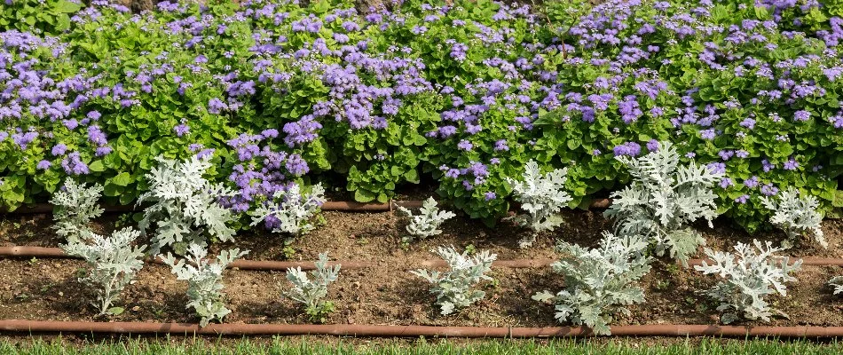 Drip irrigation lines among plants in a landscape in Garner, NC.