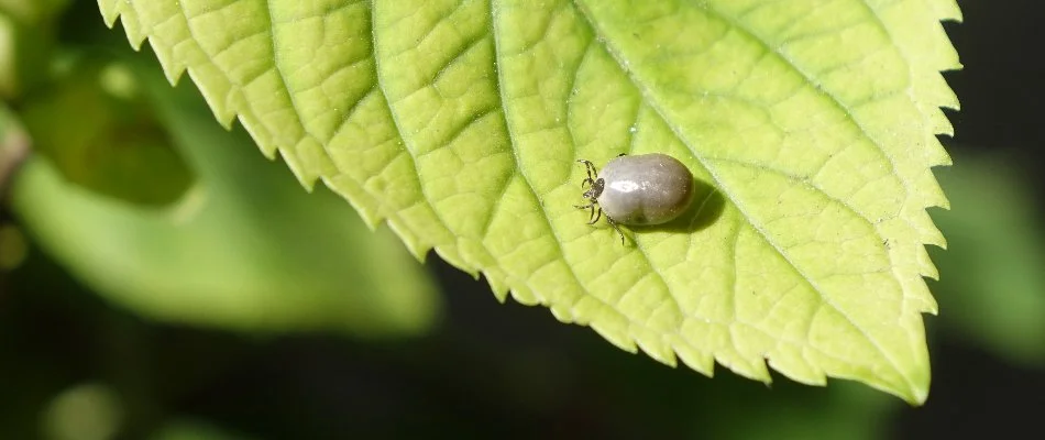 Engorged tick on the surface of a leaf in Holly Springs, NC.