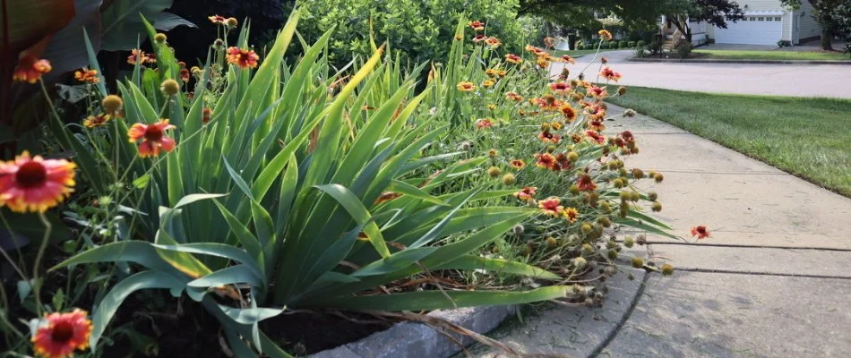Flowers along a walkway in Rolesville, NC.