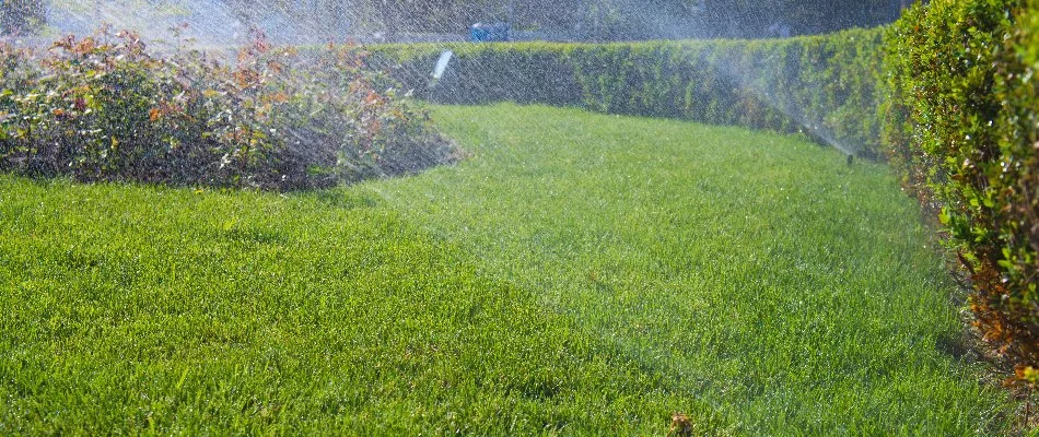 Grass and plants in Cary, NC, being watered by a sprinkler system.