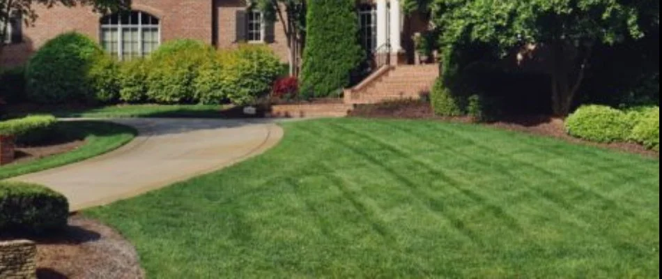 Seedlings growing in a new lawn in Cary, NC.