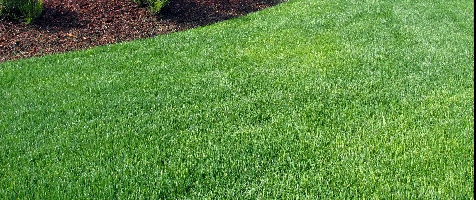 Green grass next to a mulched bed in Raleigh, NC.