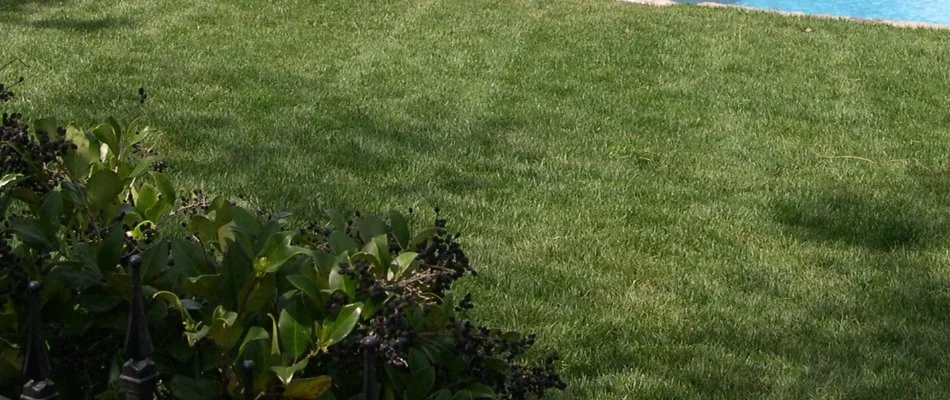 Green grass in Fuquay-Varina, NC, with mowing pattern by some plants.