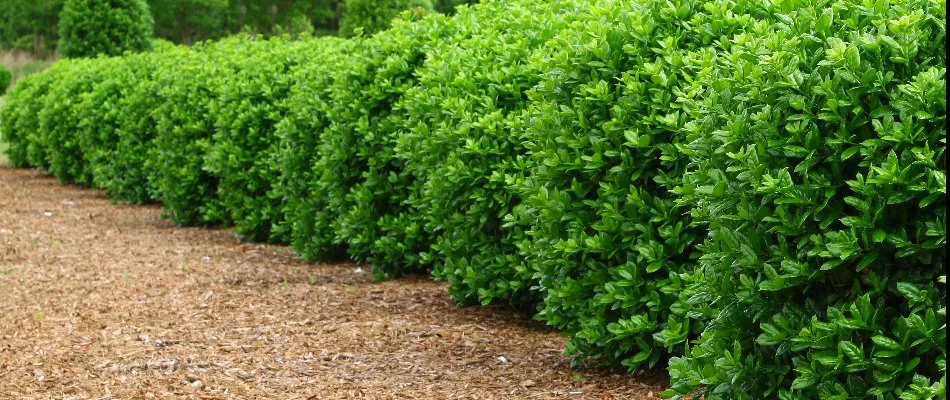 Green shrubs lined up in a mulched bed in Cary, NC.