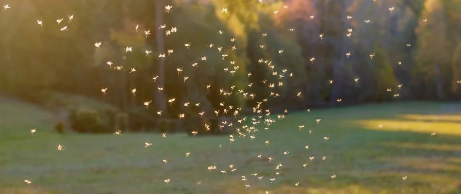 Mosquitoes flying around on a property in Youngsville, NC.