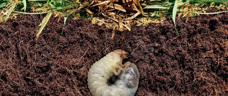 Grub eating roots on a property in Cary, NC.