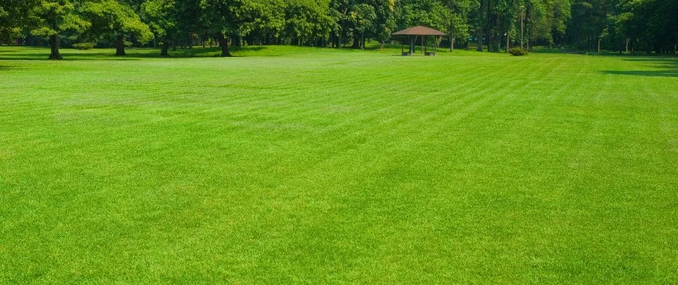 Healthy green lawn in Governors Village, NC.