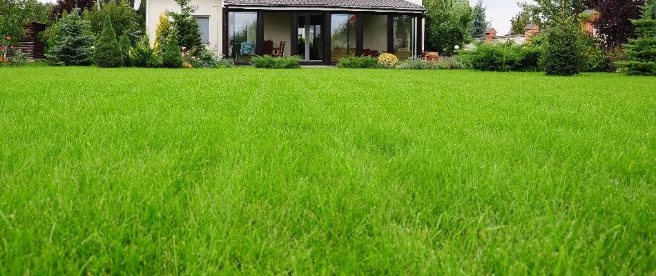 Full, healthy grass with a house and plants in Cary, NC.