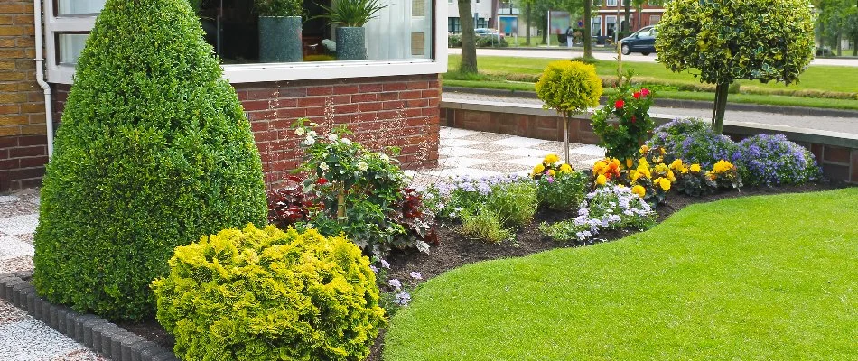 Various plants in a landscape bed in Cary, NC.