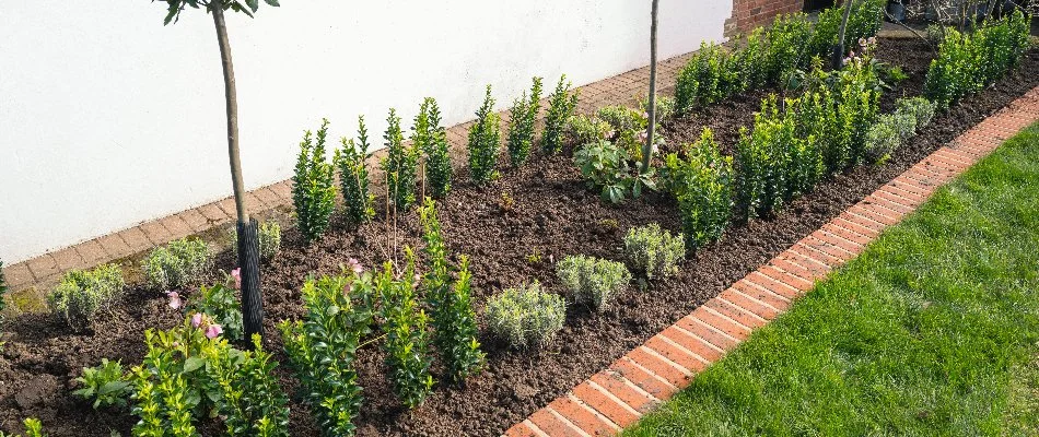 A landscape in Cary, NC, with brick edging and plants.