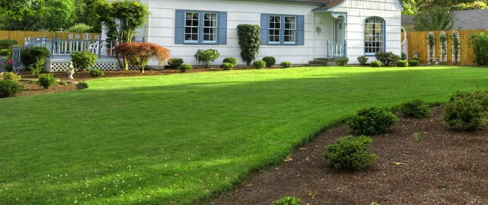 Lush, green grass in Wendell, NC, surrounded by small plants.
