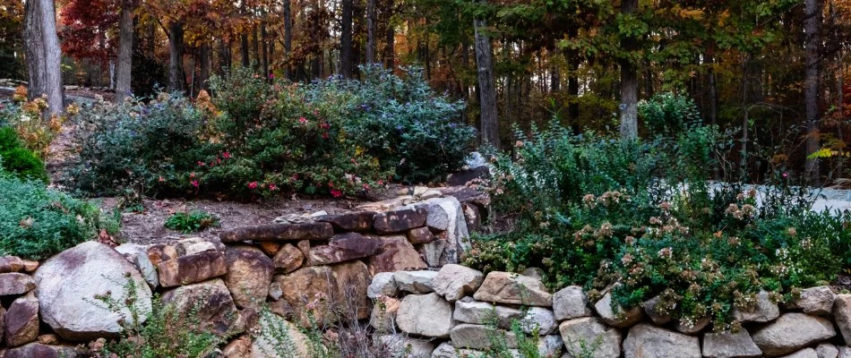 Lush plants and shrubs on raised planter beds in Apex, NC.