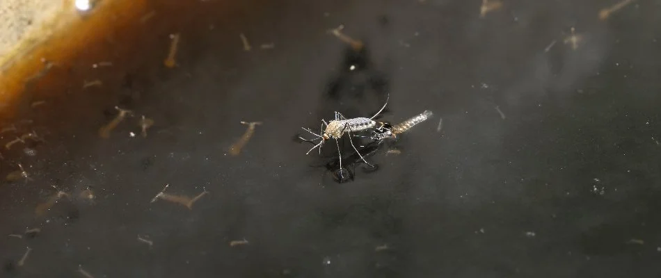 Mosquito laying eggs on standing water in Cary, NC.