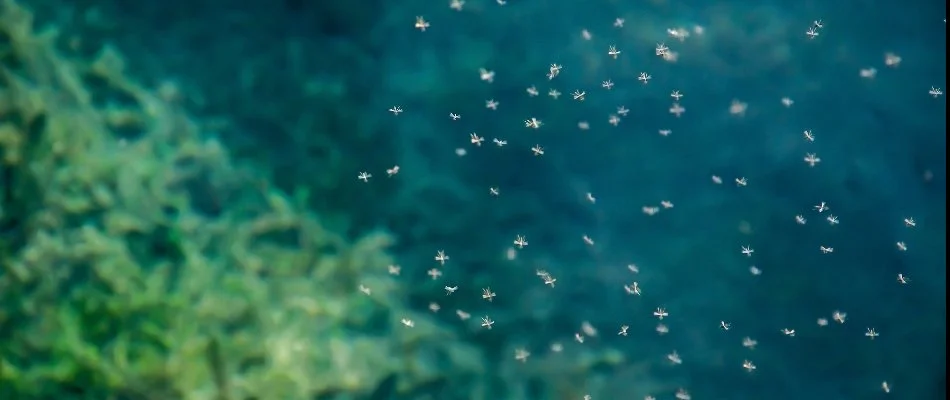 A mosquito swarm in the sky.