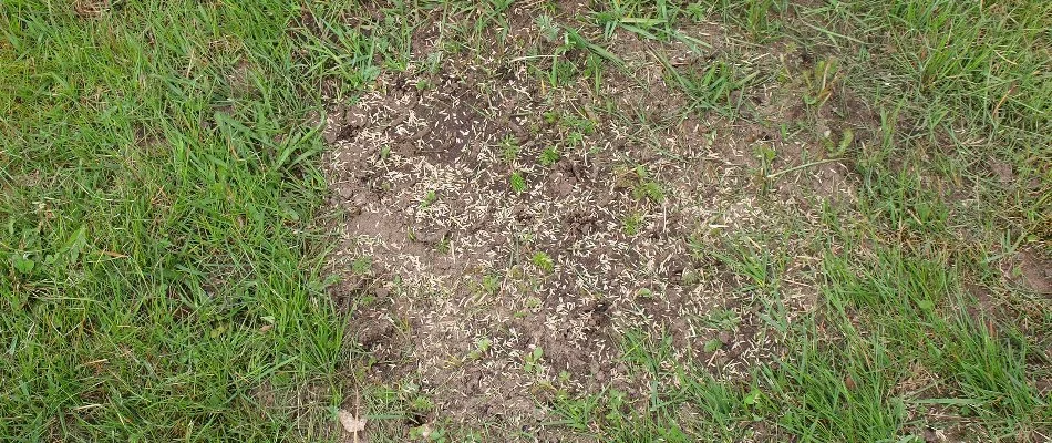 Bare patch on a lawn with new grass seeds.