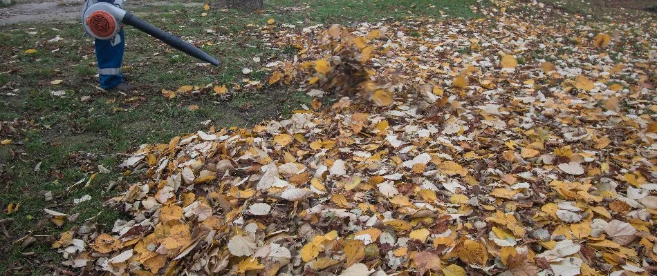 Person blowing leaves off of a lawn in Cary, NC.