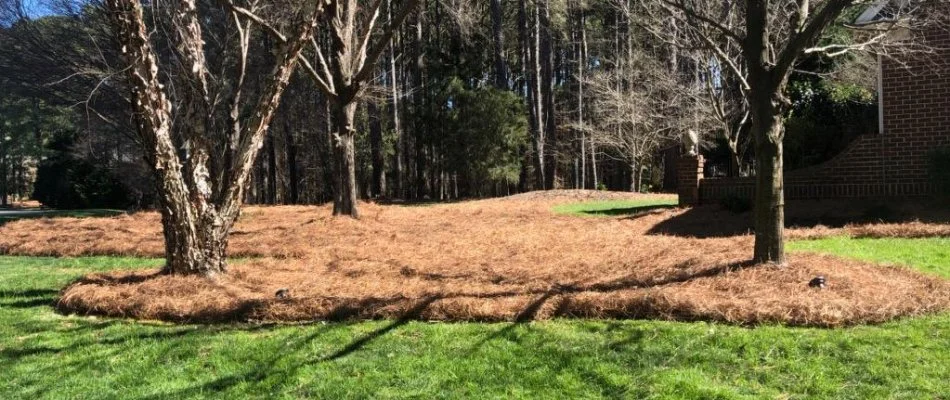 Pine straw around trees on a lawn in Cary, NC.