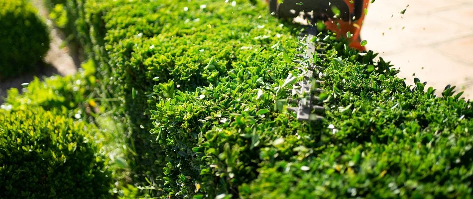 Person trimming shrubs on a property in Cary, NC.