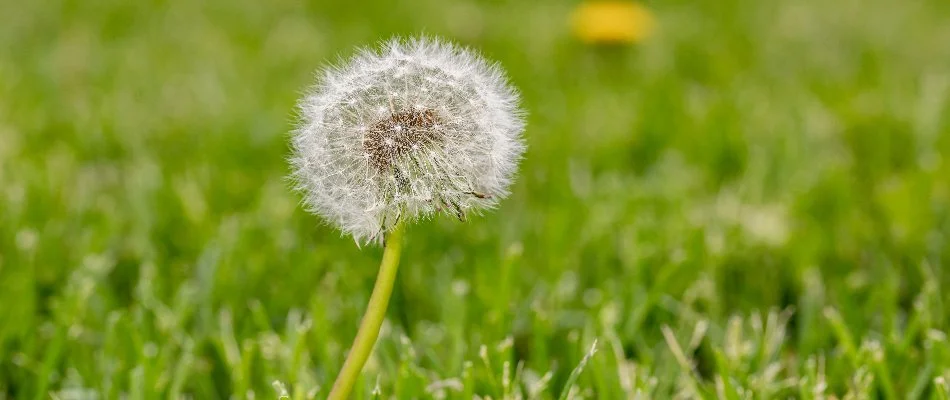 A seeding dandelion weed on grass in Cary, NC.