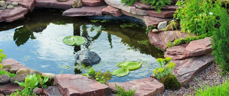 Small pond in Cary, NC, with aquatic plants and rocks.