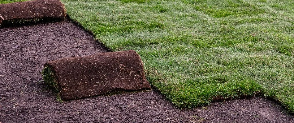 Sod rolls on soil next to installed sod in Cary, NC.