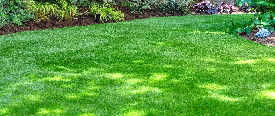 Sunlight hitting some parts of a lush, green lawn in Holly Springs, NC.