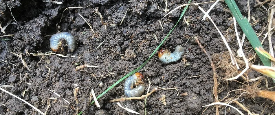 Three white grubs on soil.