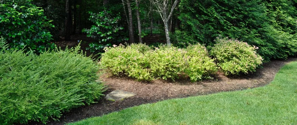 Trees and shrubs in a landscape bed in Gorman, NC.